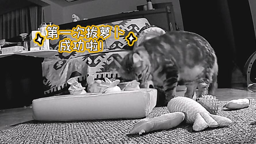 二人世界拔萝卜生猴子