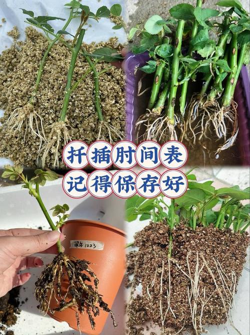 重新定义植物繁殖的艺术：在床上的72种扦插方法