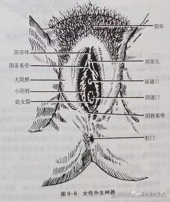  探索“大荫蒂bbbbbb大荫蒂”的魅力与奥秘