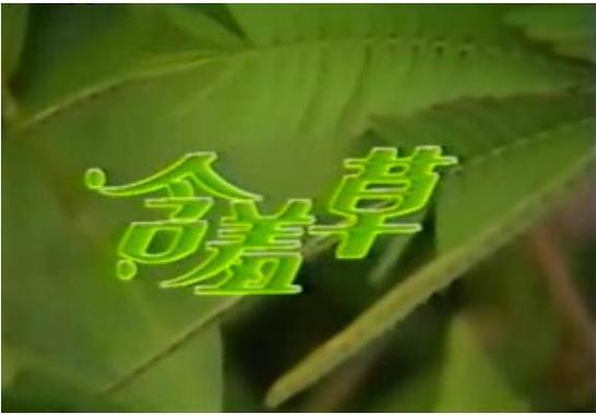 含羞草免费观看电视剧