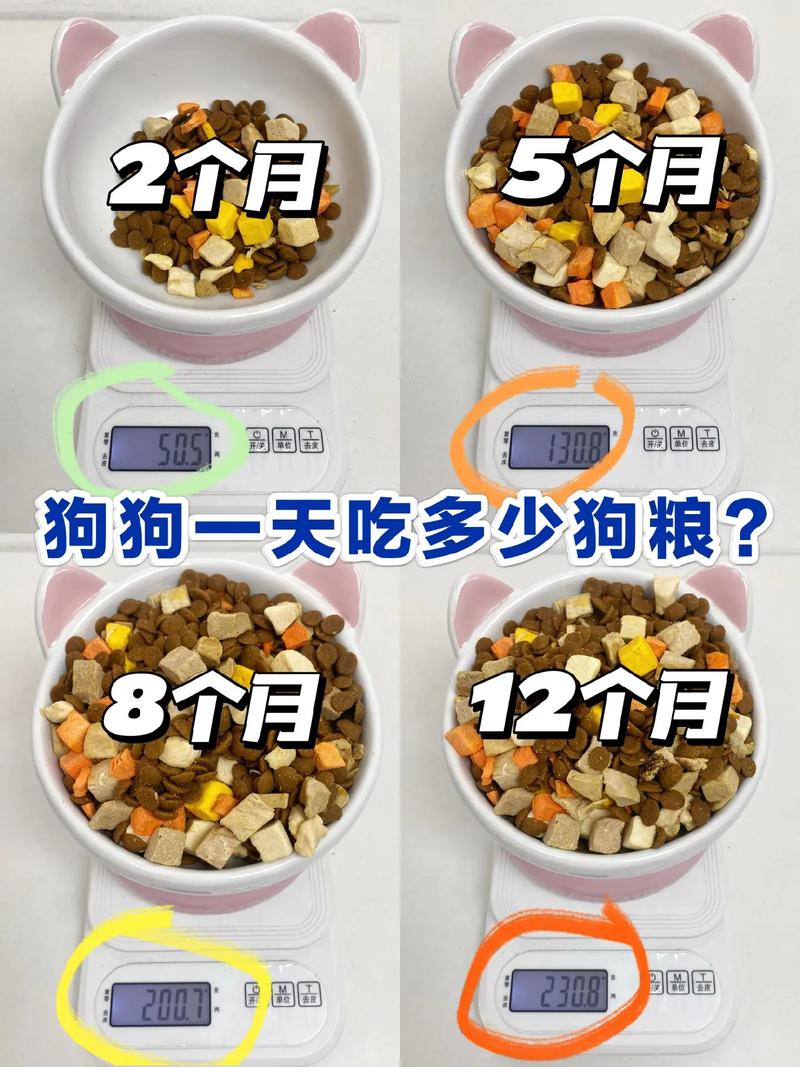 探索人狗胶配方大全：狗狗每日营养需求与饮食建议