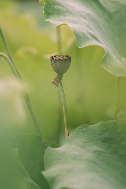 女儿的莲花免费观看第10集