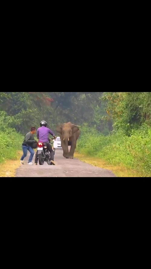 神奇旅程：探索“大象回家视频永不迷路2024”的感人故事